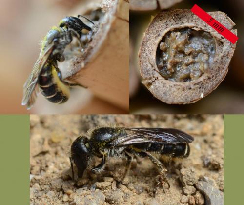 Réf. 204 703 : Chelostoma rapunculi